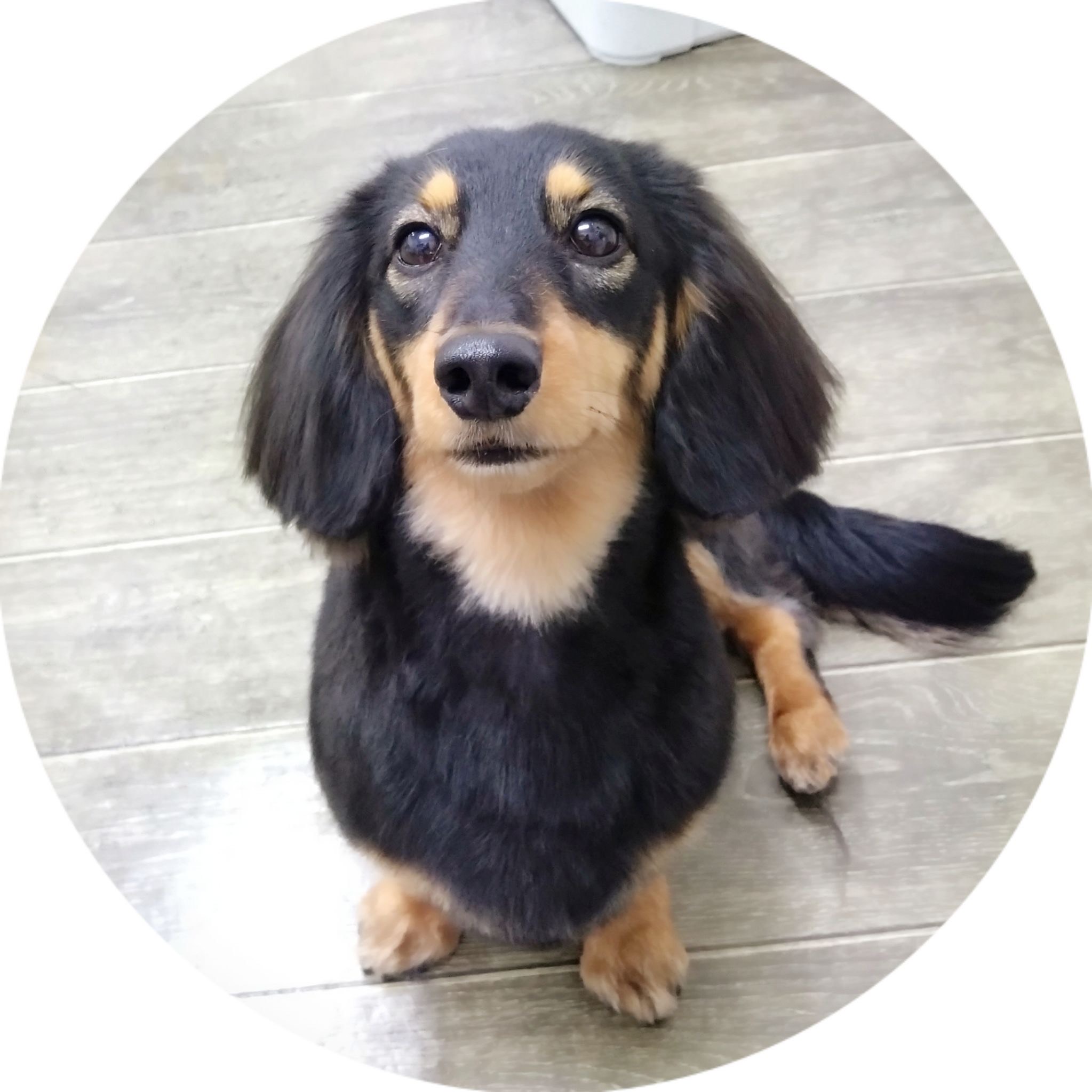 カット仕上がりイメージ